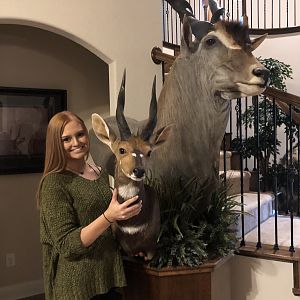 Bushbuck Shoulder Mount Taxidermy