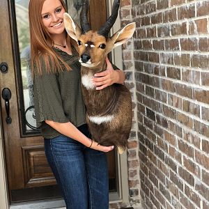 Bushbuck Shoulder Mount Taxidermy