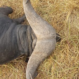 Cape Buffalo Hunt in Tanzania