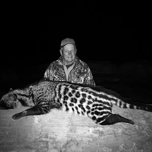 African Civet Hunt South Africa