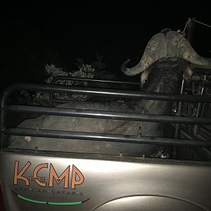 Hunting Cape Buffalo in South Africa