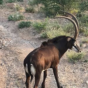 Sable Antelope South Africa