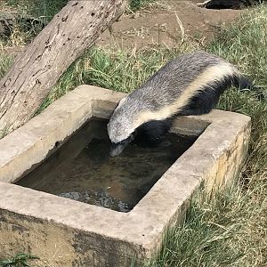 African Honey Badger South Africa