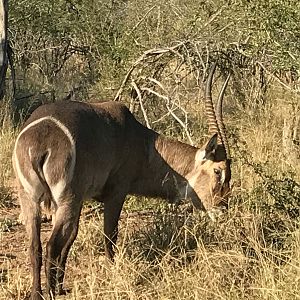 Waterbuck South Africa