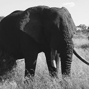 Elephant South Africa