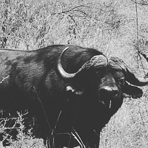 Cape Buffalo South Africa