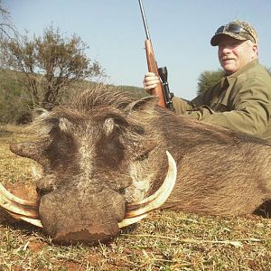 Warthog Hunting South Africa