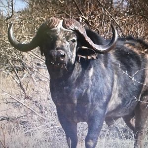 Cape Buffalo South Africa