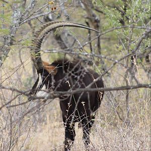 Sable Antelope South Africa