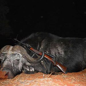 Buffalo Hunt South Africa