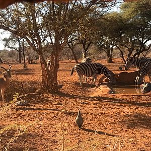 View on Burchell's Plain Zebra from blind