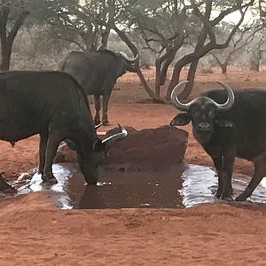 View on Cape Buffalo from blind