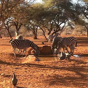 View on Burchell's Plain Zebra from blind