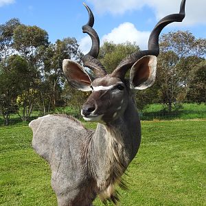 Media 'Kudu Shoulder Mount Pedestal Taxidermy' in category 'Taxidermy & Trophy Room'