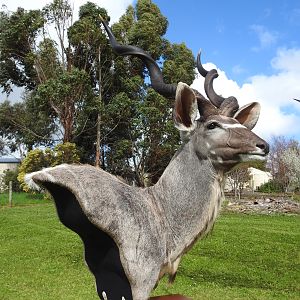 Kudu Shoulder Mount Pedestal Taxidermy