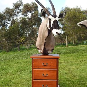 Gemsbok Shoulder Mount Pedestal Taxidermy