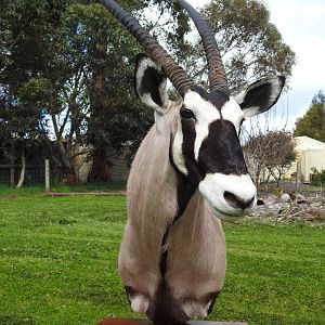 Gemsbok Shoulder Mount Pedestal Taxidermy