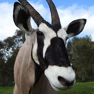 Gemsbok Shoulder Mount Pedestal Taxidermy