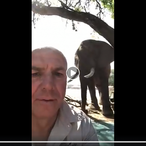 Elephant Encounter