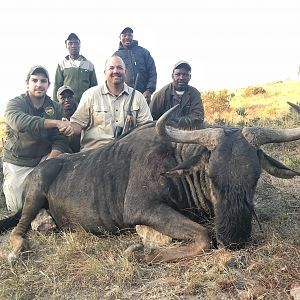 Blue Wildebeest Hunting South Africa