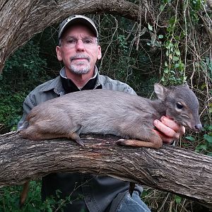 Blue Duiker