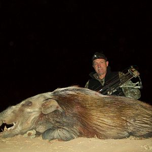 South Africa Bow Hunt Bushpig