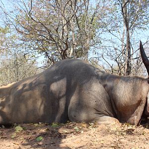 Livingstone Eland Hunting Zimbabwe