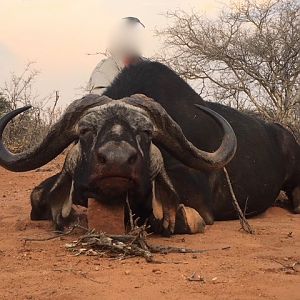 Hunting Cape Buffalo in South Africa