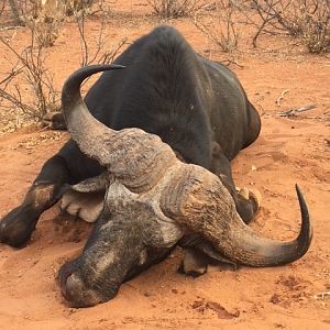 Cape Buffalo Hunt South Africa