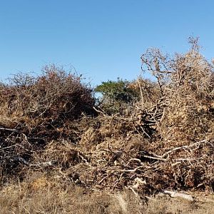 Bow Hunt Blind