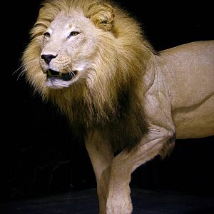 Lion Full Mount Taxidermy