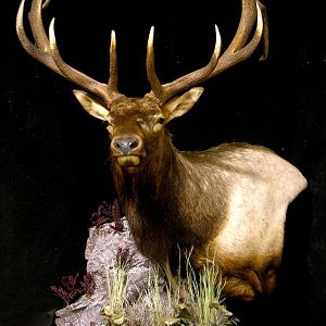 Elk Shoulder Mount Pedestal Taxidermy