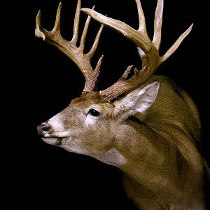 Whitetail Deer Full Mount Taxidermy