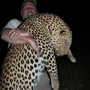 Namibia Hunting Leopard