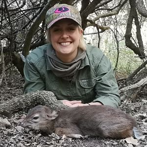 South Africa Hunt Blue Duiker