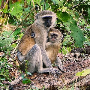 Vervet Monkey Zamibia