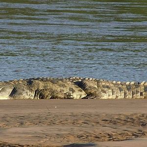 Crocodile in Zambia