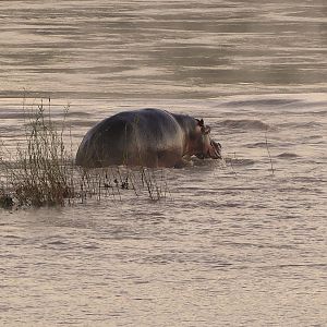 Hippo in Zambia