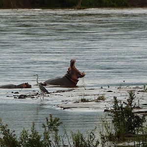 Hippo in Zambia