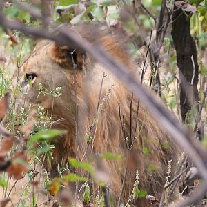 Lion in Zambia