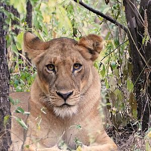 Lioness in Zambia