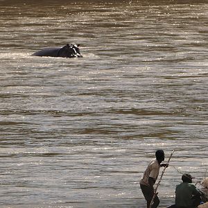 Hippos in Zambia