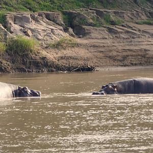 Hippos in Zambia