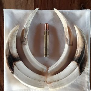 Warthog Tusks