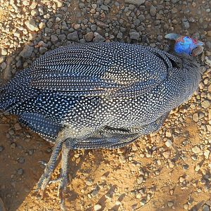 Guineafowl Hunting