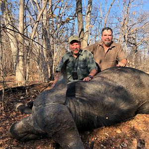 Cape Buffalo Hunt Zimbabwe