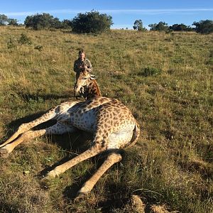 Giraffe Hunting South Africa