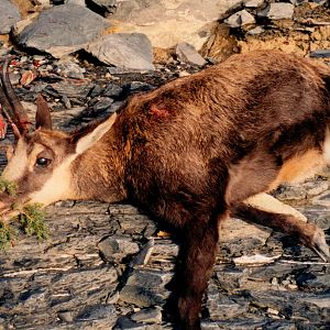 Hunting Chamois in France