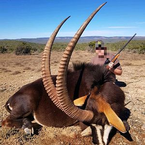 South Africa Hunt Sable Antelope