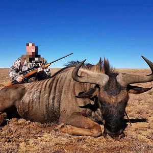 Hunting Blue Wildebeest South Africa